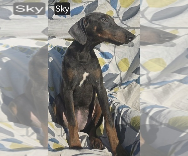 Medium Photo #9 Doberman Pinscher Puppy For Sale in POMEROY, OH, USA