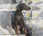 Small #8 Doberman Pinscher