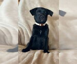 Small #1 Labrador Retriever Mix
