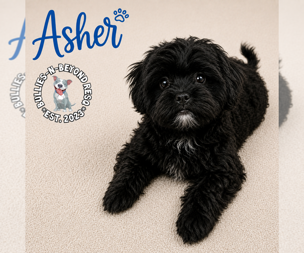 Medium Photo #1 Shih Tzu-Unknown Mix Puppy For Sale in Omaha, NE, USA