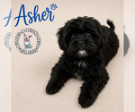 Small Shih Tzu Mix