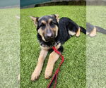 Small #1 German Shepherd Dog