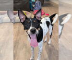 Small #1 Rat Terrier Mix
