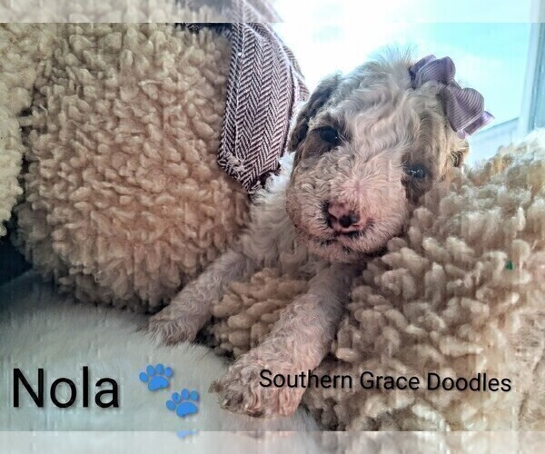 Medium Photo #6 Goldendoodle (Miniature) Puppy For Sale in GASTONIA, NC, USA