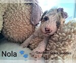 Small Photo #167 Goldendoodle (Miniature) Puppy For Sale in GASTONIA, NC, USA