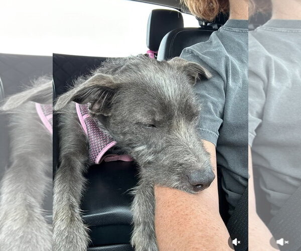 Medium Photo #6 Mutt Puppy For Sale in Columbus, IN, USA