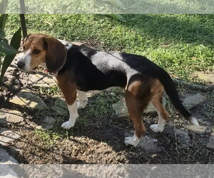 Iris - Female Beagle Dog for Adoption - Photo #6