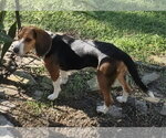 Small Photo #6 Beagle Puppy For Sale in Dunnellon, FL, USA
