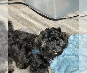 Poovanese Puppy for sale in GRANDVILLE, MI, USA
