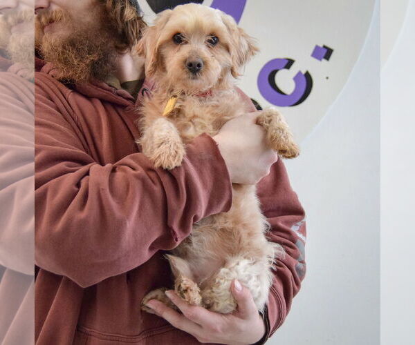 Medium Photo #4 Mutt Puppy For Sale in Huntley, IL, USA