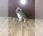 Small Photo #5 Shih Tzu Puppy For Sale in LAPEER, MI, USA