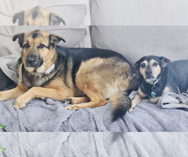 Medium Photo #8 Jack-A-Bee Puppy For Sale in Princeton, MN, USA