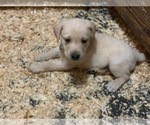 Small Photo #3 Labrador Retriever Puppy For Sale in WOODBRIDGE, CT, USA