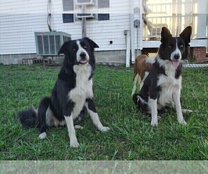 Father of the Border Collie puppies born on 11/01/2025