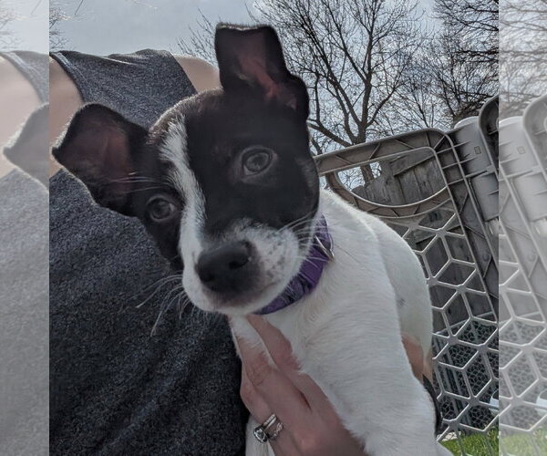 Medium Photo #13 Mutt Puppy For Sale in Brooklyn Center, MN, USA