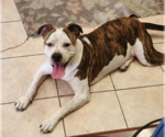 Small #2 American Bulldog Mix