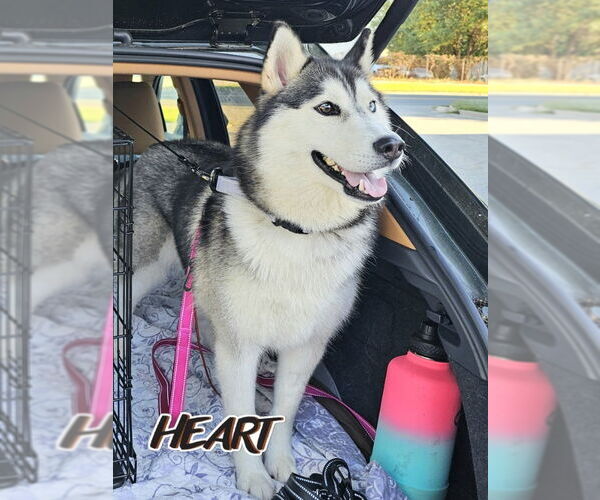 Medium Photo #4 Siberian Husky Puppy For Sale in Severn, MD, USA