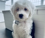 Small #14 Sheepadoodle