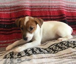 Small Photo #9 Jack Russell Terrier Puppy For Sale in TREZEVANT, TN, USA