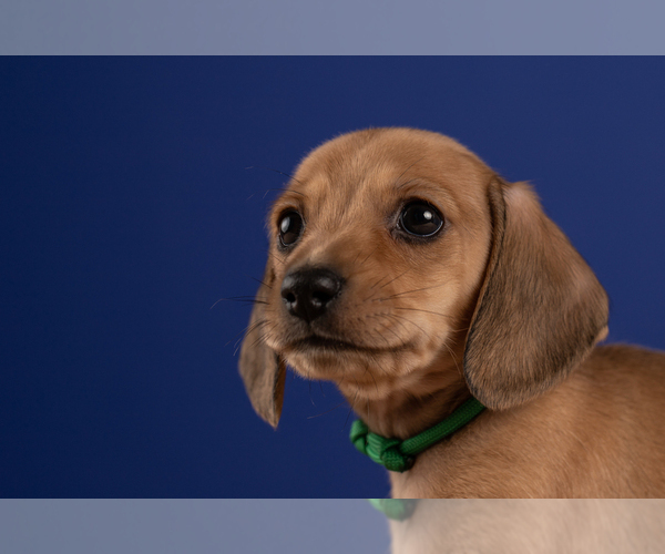 Medium Photo #25 Dachshund Puppy For Sale in CROWLEY, TX, USA