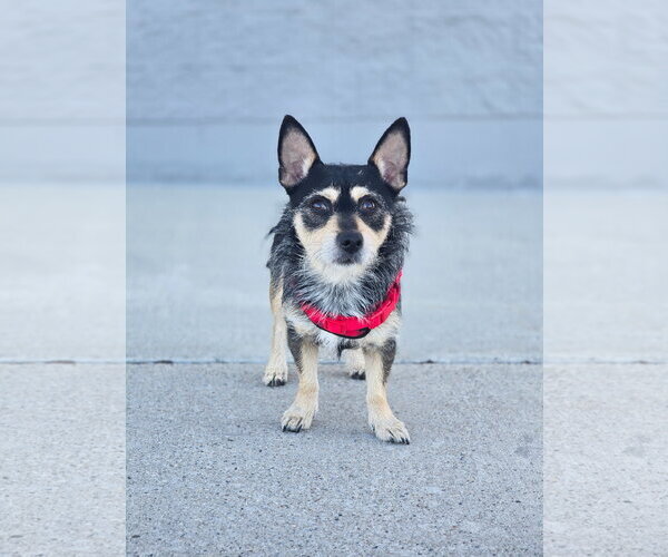 Medium Photo #7 Chihuahua-Unknown Mix Puppy For Sale in Sandy, UT, USA