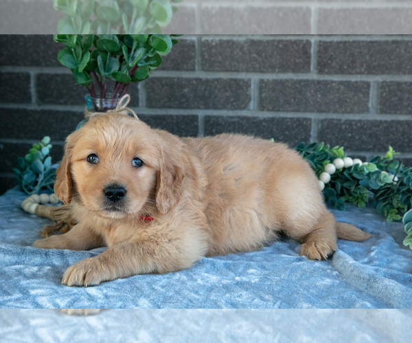 Medium Photo #3 Golden Retriever Puppy For Sale in MILLERSBURG, OH, USA