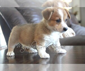 Pembroke Welsh Corgi Puppy for sale in CRESTVIEW, FL, USA