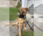 Small #18 Black Mouth Cur-German Shepherd Dog Mix