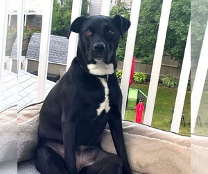OREO - Female Labrador Retriever-Unknown Mix Dog for Adoption - Photo #2