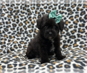 Schnoodle (Miniature) Puppy for sale in LAKELAND, FL, USA