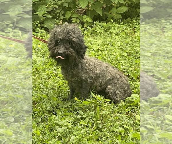 Medium Photo #3 Poodle (Miniature) Puppy For Sale in HOPKINSVILLE/PRINCETON, KY, NH, USA