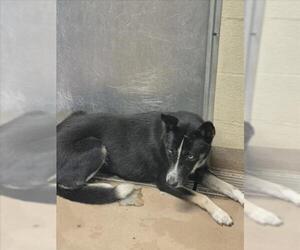 Siberian Husky-Unknown Mix Dogs for adoption in Texas City, TX, USA