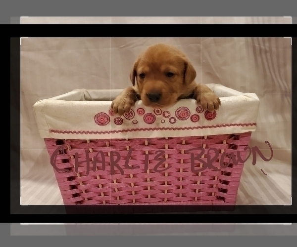 Medium Photo #2 Labrador Retriever Puppy For Sale in BUFFALO, NY, USA