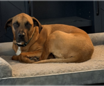 Small #1 Rhodesian Ridgeback Mix