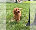 Small #1 Goldendoodle mix (+ Poodle Miniature)