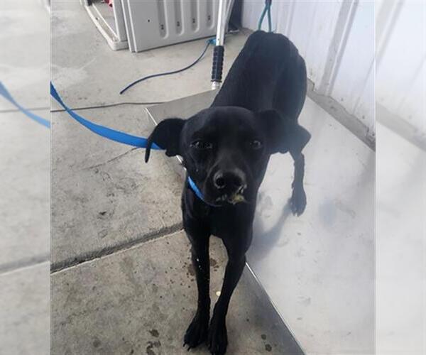 Medium Photo #1 Mutt Puppy For Sale in Bakersfield, CA, USA