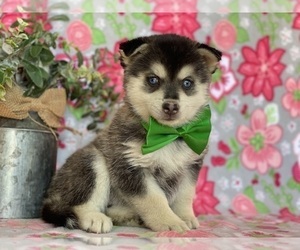 Pomsky Puppy for sale in LANCASTER, PA, USA