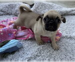 Small Photo #2 Pug-Unknown Mix Puppy For Sale in Corona, CA, USA