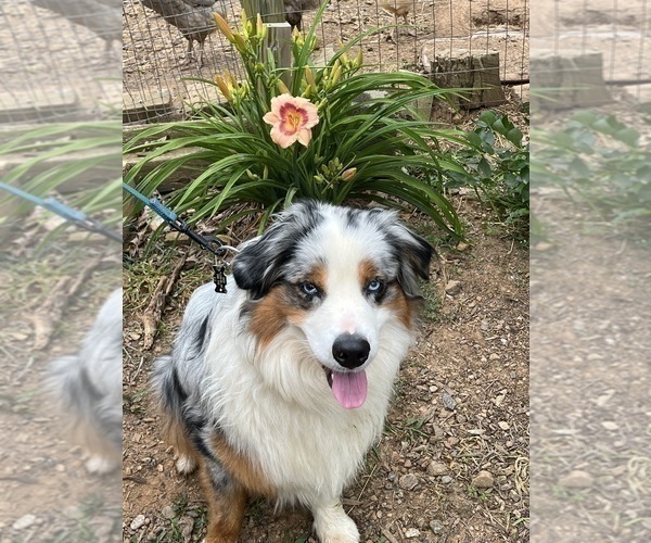 Medium Photo #1 Australian Shepherd-Miniature Australian Shepherd Mix Puppy For Sale in WILLIS, VA, USA