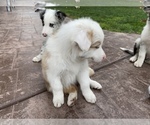 Small Photo #22 Border Collie Puppy For Sale in CHULA VISTA, CA, USA