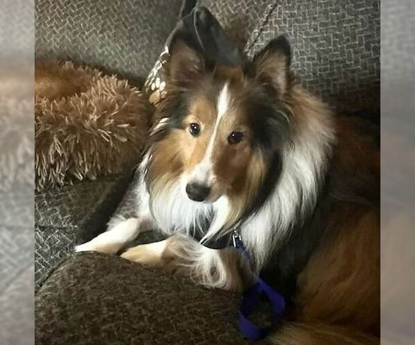 Medium Photo #1 Mutt Puppy For Sale in Dublin, OH, USA