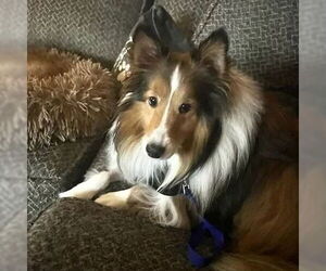 Mutt Dogs for adoption in Dublin, OH, USA