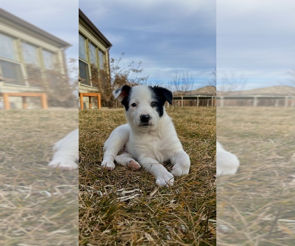 Medium Photo #3 Border-Aussie Puppy For Sale in GYPSUM, CO, USA