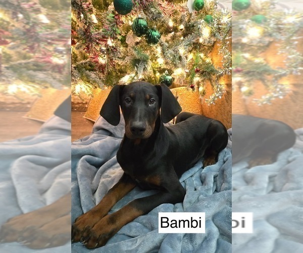 Medium Photo #6 Doberman Pinscher Puppy For Sale in POMEROY, OH, USA