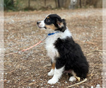 Puppy Winston Miniature Australian Shepherd