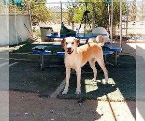 Prancer - Male Chesador Dog for Adoption - Photo #8