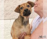 Small #2 Mutt