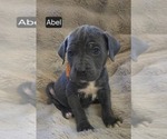 Puppy PENDING Cane Corso