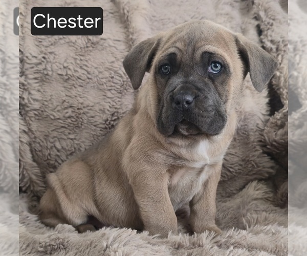 Medium Photo #5 Cane Corso Puppy For Sale in MINERAL WELLS, WV, USA