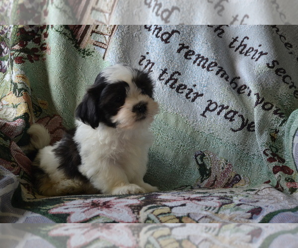 Medium Photo #11 Zuchon Puppy For Sale in GREENWOOD, WI, USA